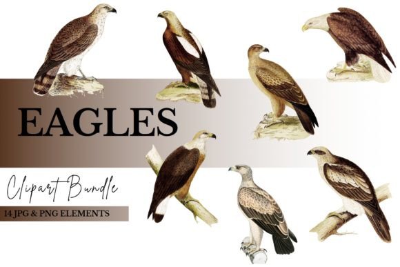 Eagle Clipart Bundle PNG JPG: 14 Files
